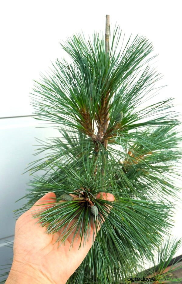 SOSNA SCHWERINA WIETHORST Pinus x schwerinii 'Wiethorst'