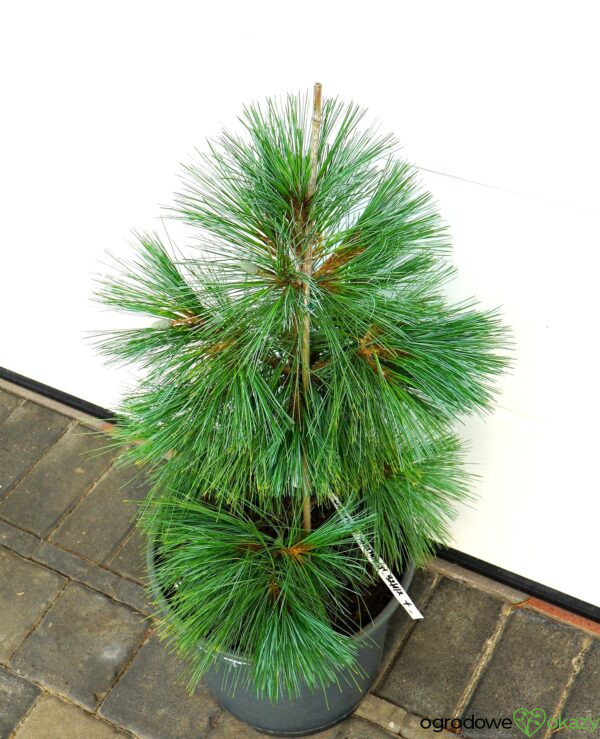SOSNA SCHWERINA WIETHORST Pinus x schwerinii 'Wiethorst'