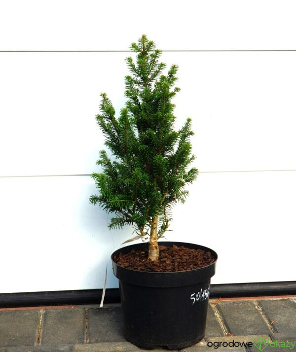 JODŁA POSPOLITA PYRAMIDALIS Abies alba 'Pyramidalis'