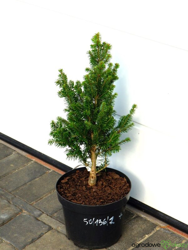 JODŁA POSPOLITA PYRAMIDALIS Abies alba 'Pyramidalis'