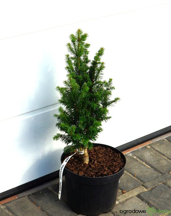 JODŁA POSPOLITA PYRAMIDALIS Abies alba 'Pyramidalis'