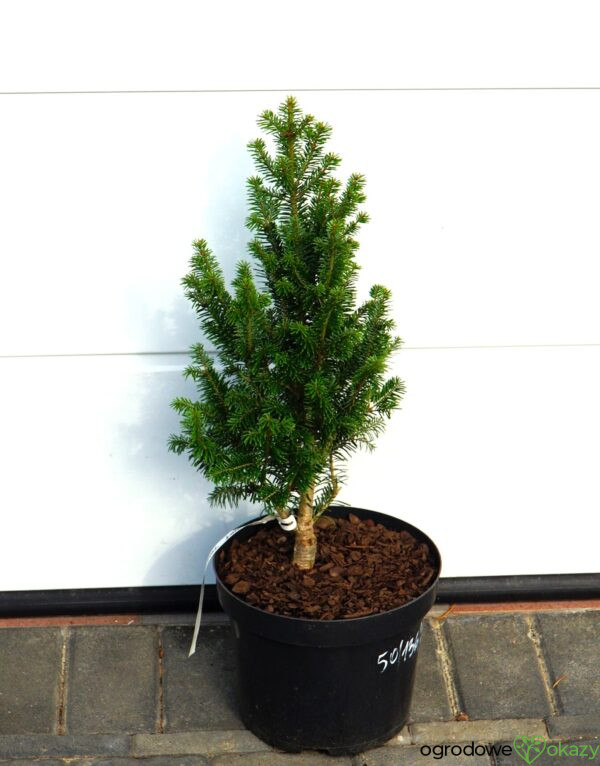 JODŁA POSPOLITA PYRAMIDALIS Abies alba 'Pyramidalis'