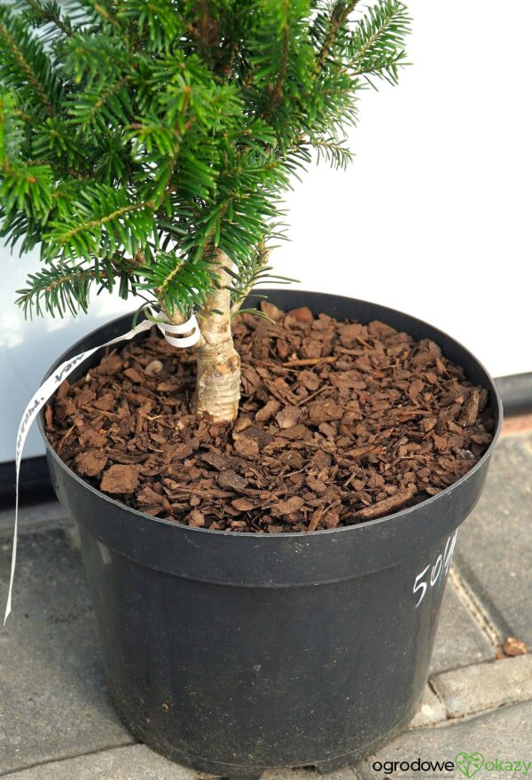 JODŁA POSPOLITA PYRAMIDALIS Abies alba 'Pyramidalis'