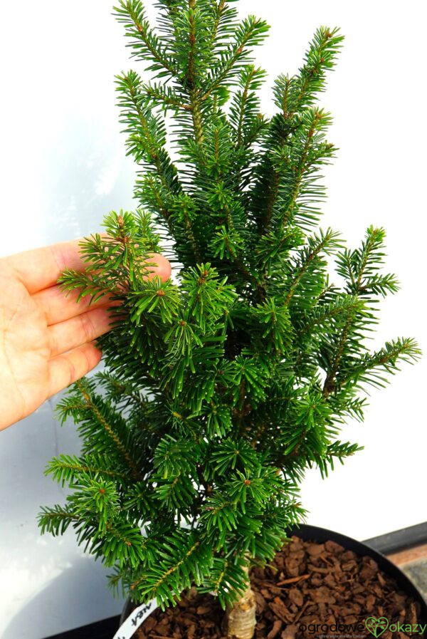 JODŁA POSPOLITA PYRAMIDALIS Abies alba 'Pyramidalis'