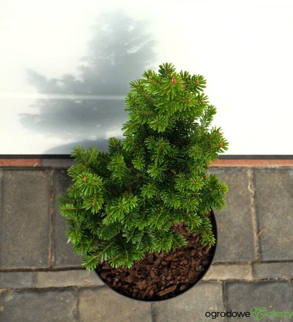 JODŁA POSPOLITA PYRAMIDALIS Abies alba 'Pyramidalis'