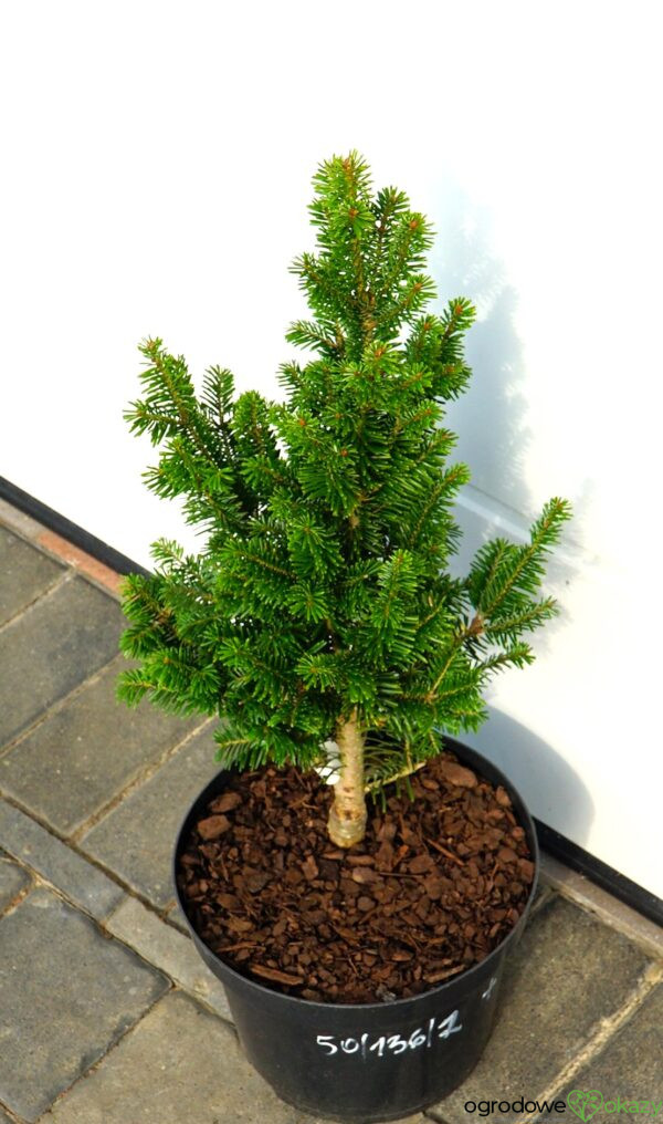 JODŁA POSPOLITA PYRAMIDALIS Abies alba 'Pyramidalis'