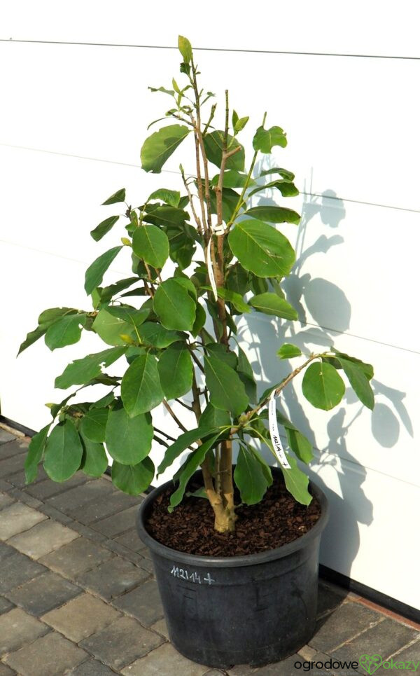 MAGNOLIA FIRE Magnolia 'Fire'