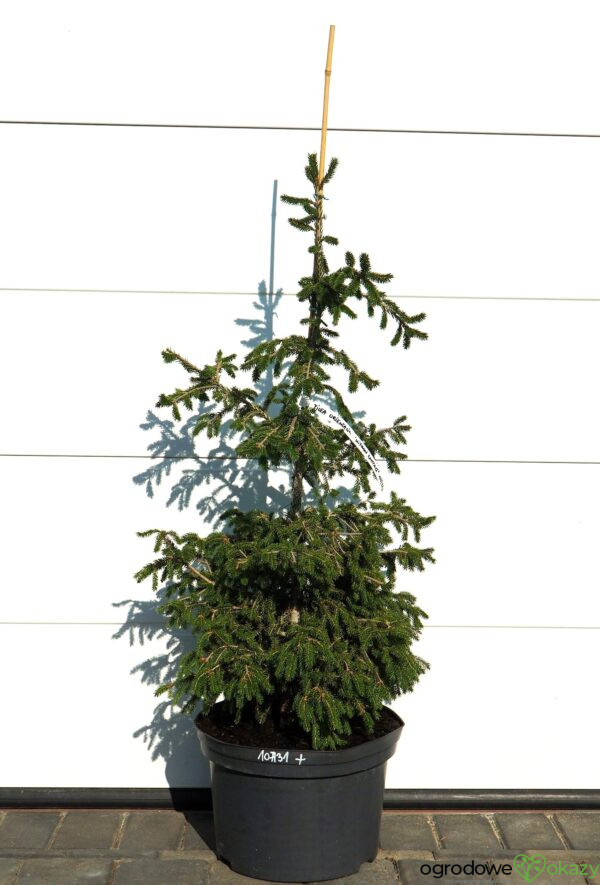 ŚWIERK KAUKASKI WITHOW COMPACT Picea orientalis ‘Withow Compact’
