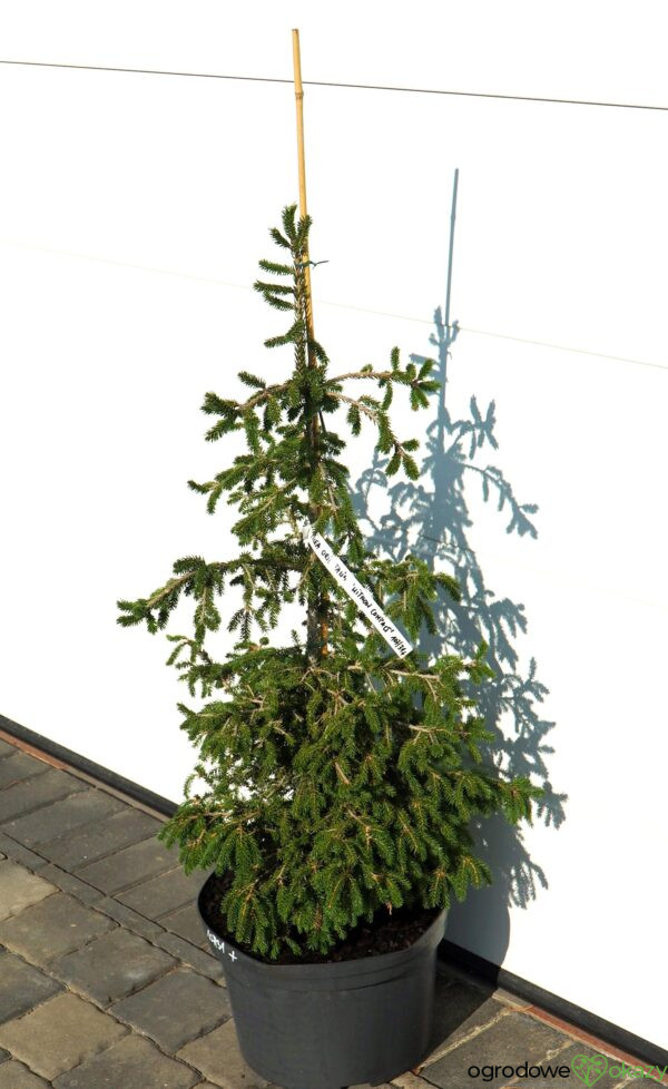 ŚWIERK KAUKASKI WITHOW COMPACT Picea orientalis ‘Withow Compact’