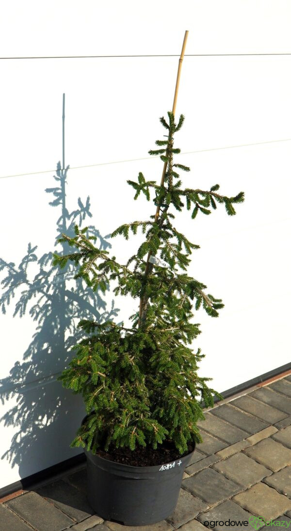ŚWIERK KAUKASKI WITHOW COMPACT Picea orientalis ‘Withow Compact’
