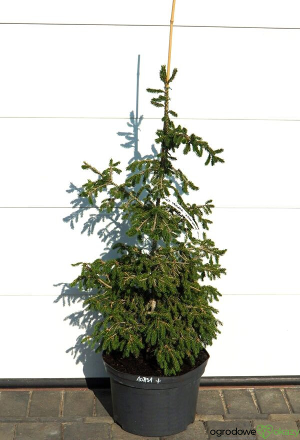 ŚWIERK KAUKASKI WITHOW COMPACT Picea orientalis ‘Withow Compact’