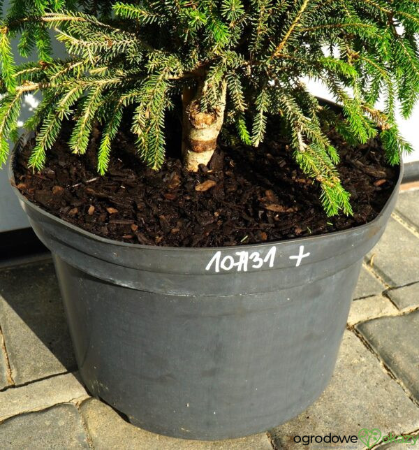 ŚWIERK KAUKASKI WITHOW COMPACT Picea orientalis ‘Withow Compact’