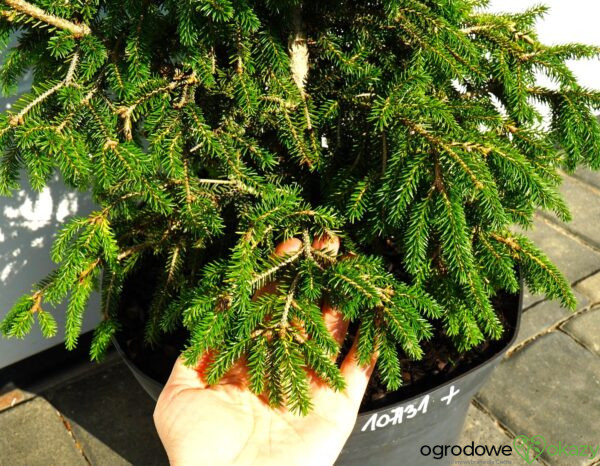 ŚWIERK KAUKASKI WITHOW COMPACT Picea orientalis ‘Withow Compact’