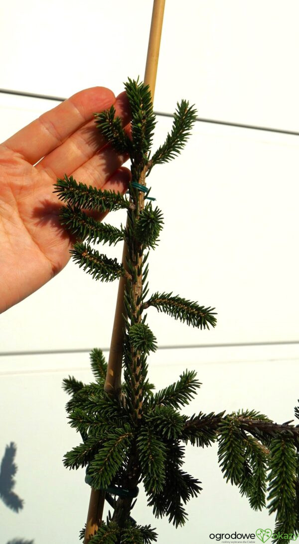 ŚWIERK KAUKASKI WITHOW COMPACT Picea orientalis ‘Withow Compact’