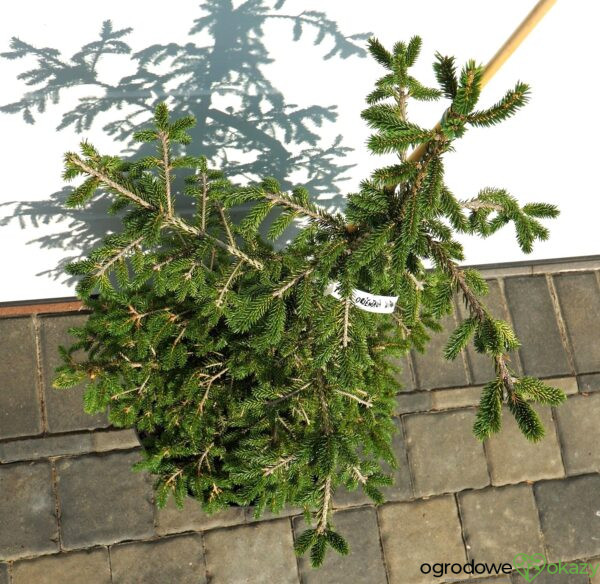 ŚWIERK KAUKASKI WITHOW COMPACT Picea orientalis ‘Withow Compact’
