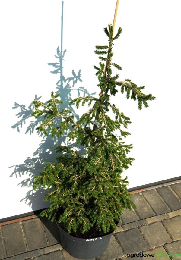 ŚWIERK KAUKASKI WITHOW COMPACT Picea orientalis ‘Withow Compact’