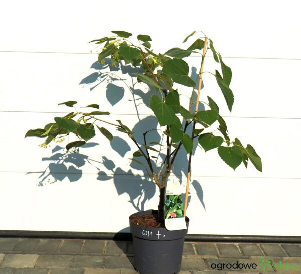 LIPA HENRY'EGO Tilia henryana