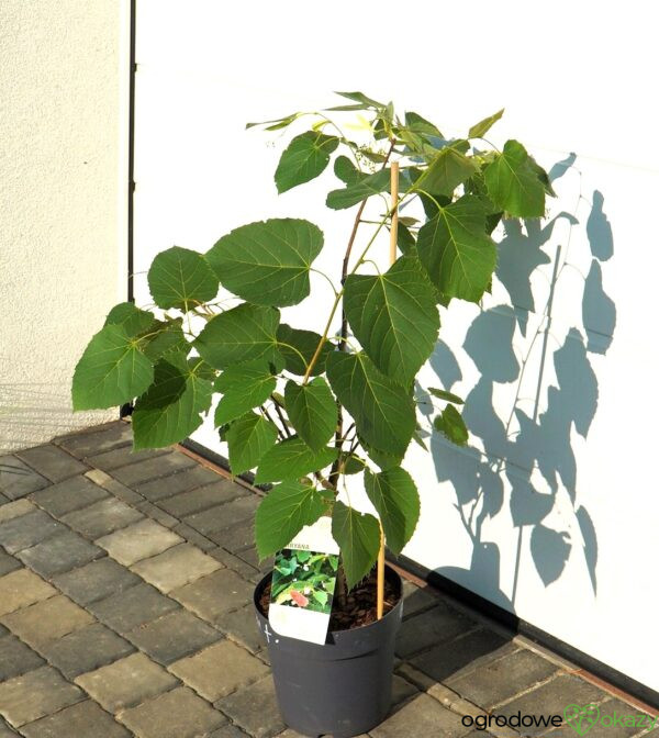 LIPA HENRY'EGO Tilia henryana