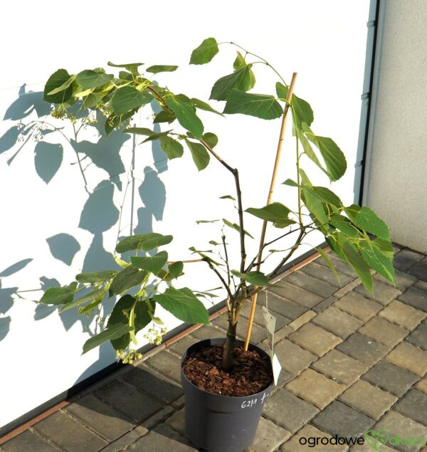 LIPA HENRY'EGO Tilia henryana