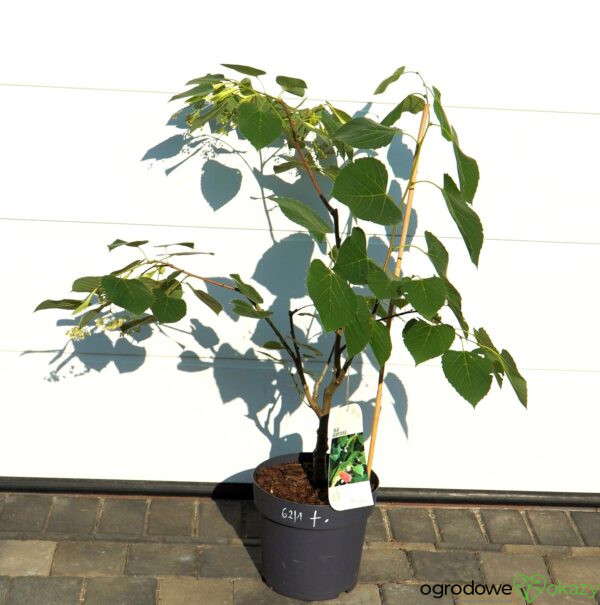 LIPA HENRY'EGO Tilia henryana