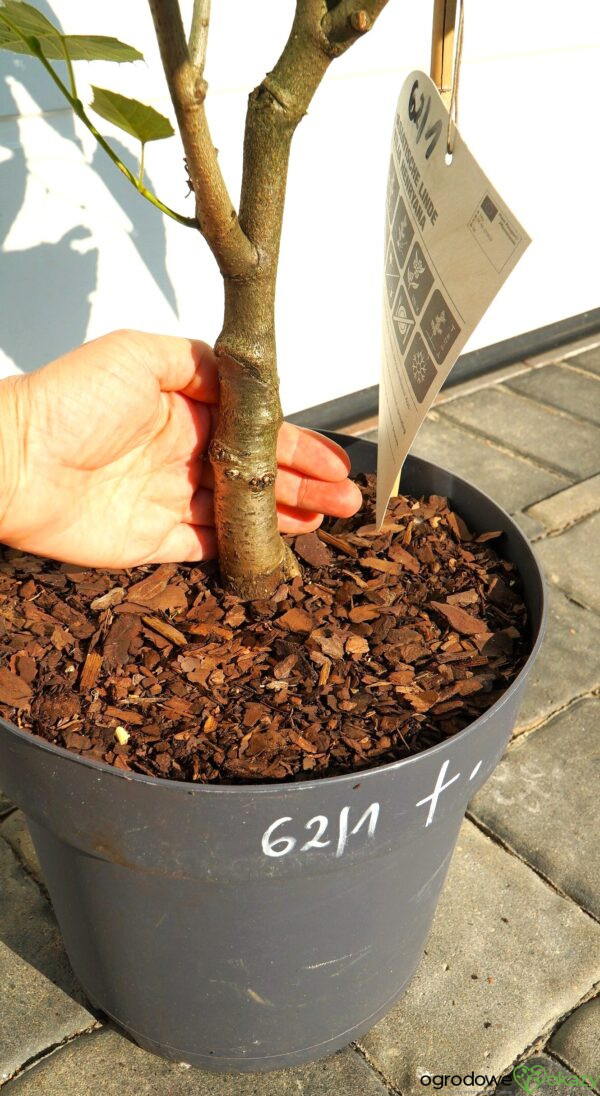 LIPA HENRY'EGO Tilia henryana
