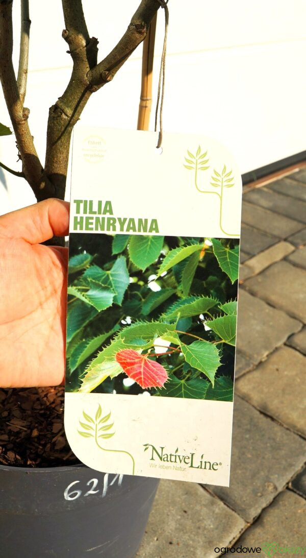 LIPA HENRY'EGO Tilia henryana