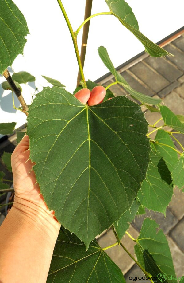 LIPA HENRY'EGO Tilia henryana
