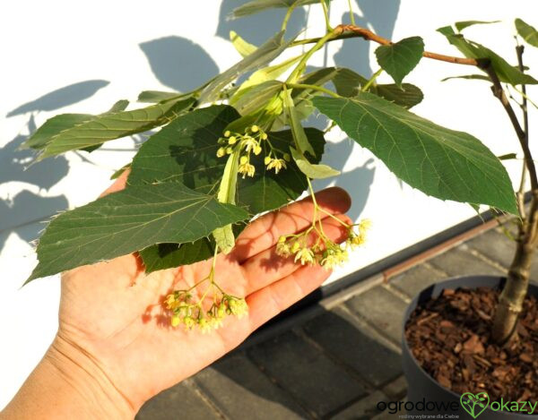 LIPA HENRY'EGO Tilia henryana