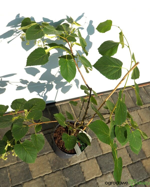 LIPA HENRY'EGO Tilia henryana