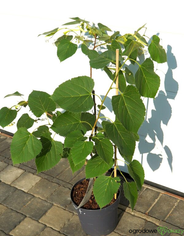 LIPA HENRY'EGO Tilia henryana