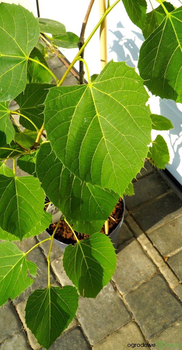 LIPA HENRY'EGO Tilia henryana