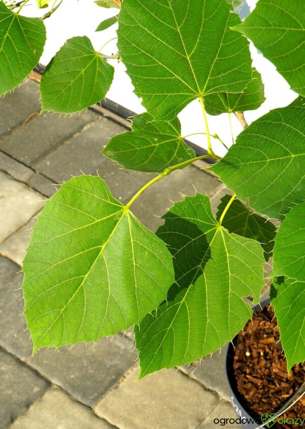LIPA HENRY'EGO Tilia henryana