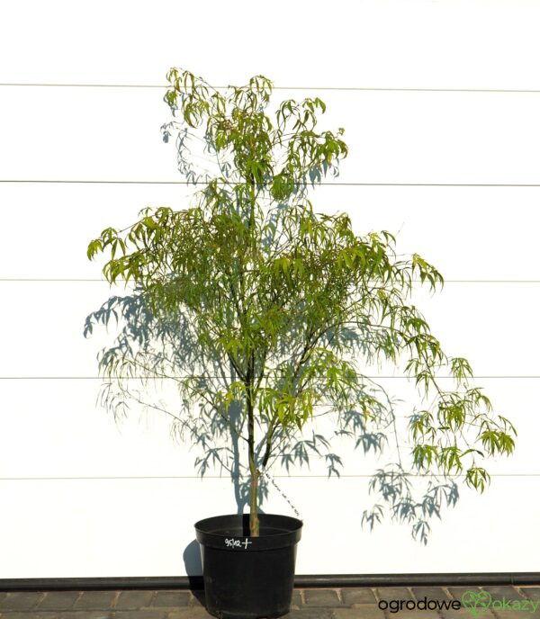 KLON PALMOWY KOTO-NO-ITO Acer palmatum 'Koto-no-ito'