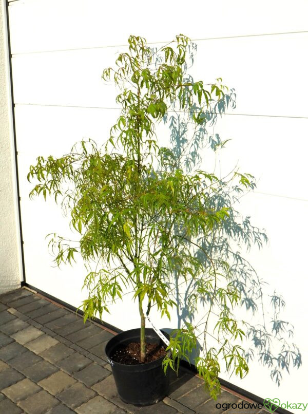 KLON PALMOWY KOTO-NO-ITO Acer palmatum 'Koto-no-ito'