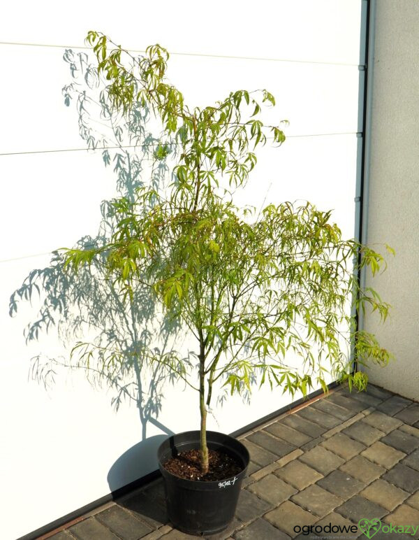 KLON PALMOWY KOTO-NO-ITO Acer palmatum 'Koto-no-ito'