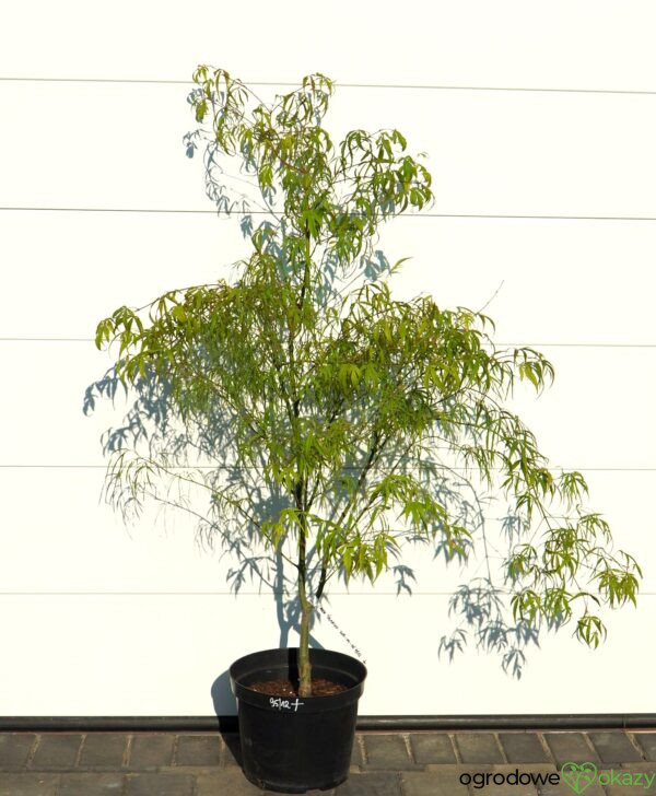 KLON PALMOWY KOTO-NO-ITO Acer palmatum 'Koto-no-ito'