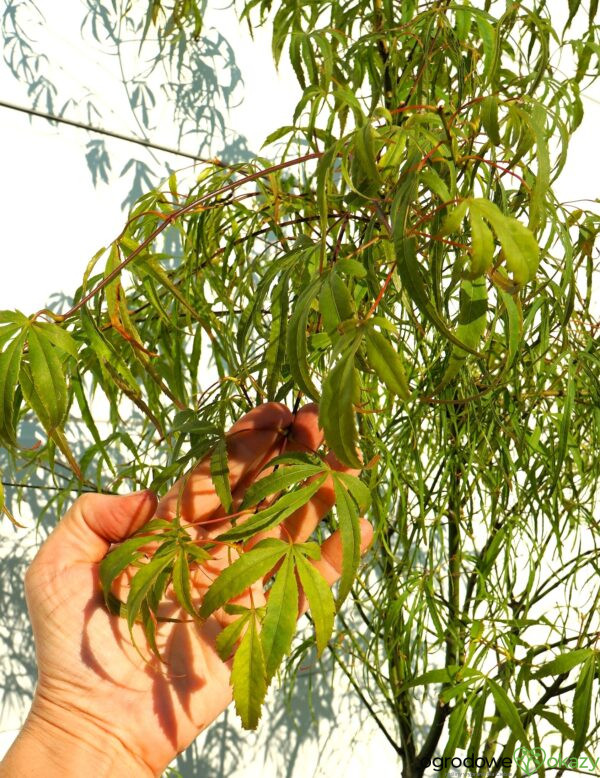 KLON PALMOWY KOTO-NO-ITO Acer palmatum 'Koto-no-ito'