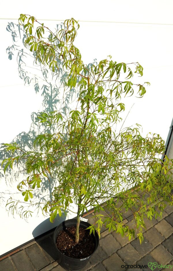 KLON PALMOWY KOTO-NO-ITO Acer palmatum 'Koto-no-ito'
