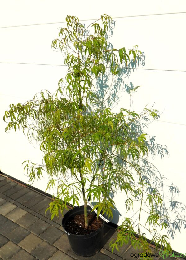 KLON PALMOWY KOTO-NO-ITO Acer palmatum 'Koto-no-ito'