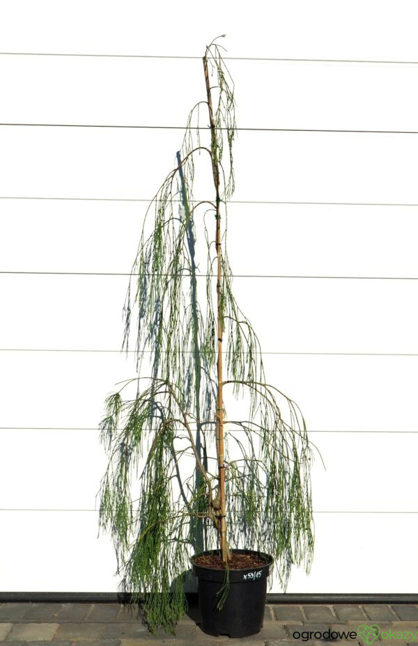 CYPRYSIK LAWSONA IMBRICATA PENDULA Chamaecyparis lawsoniana 'Imbricata Pendula'