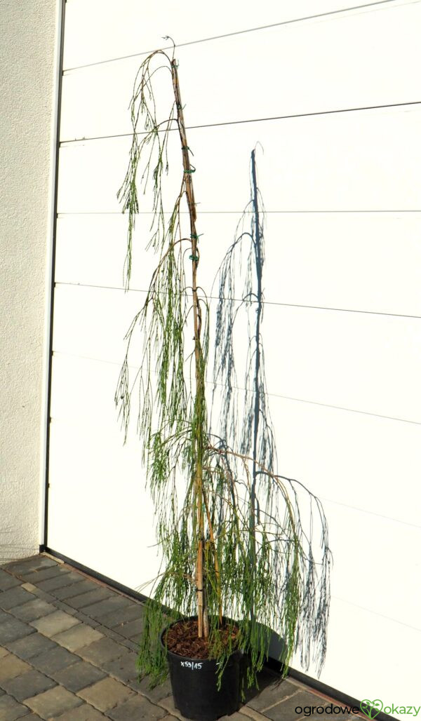 CYPRYSIK LAWSONA IMBRICATA PENDULA Chamaecyparis lawsoniana 'Imbricata Pendula'