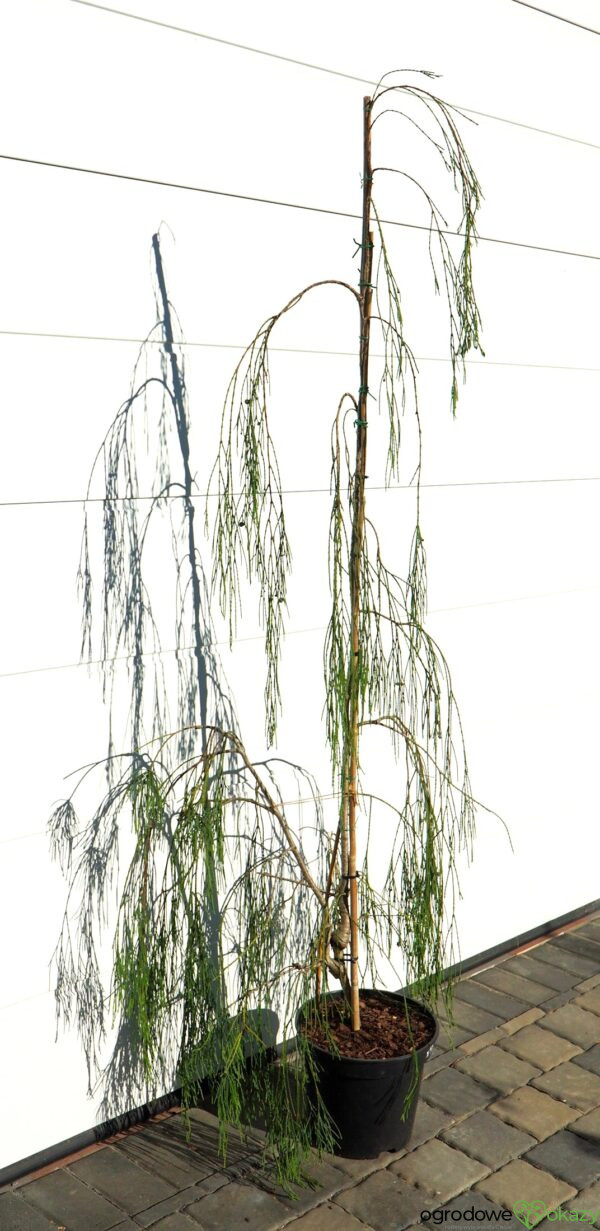 CYPRYSIK LAWSONA IMBRICATA PENDULA Chamaecyparis lawsoniana 'Imbricata Pendula'