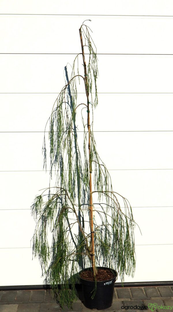 CYPRYSIK LAWSONA IMBRICATA PENDULA Chamaecyparis lawsoniana 'Imbricata Pendula'