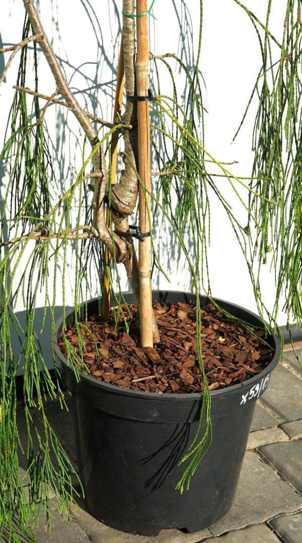 CYPRYSIK LAWSONA IMBRICATA PENDULA Chamaecyparis lawsoniana 'Imbricata Pendula'