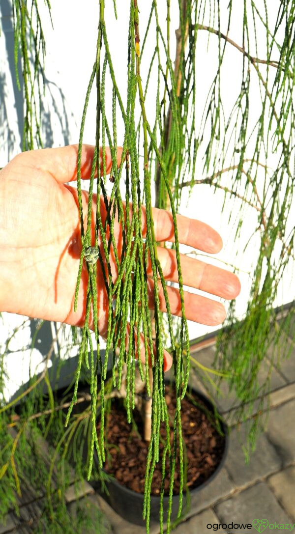 CYPRYSIK LAWSONA IMBRICATA PENDULA Chamaecyparis lawsoniana 'Imbricata Pendula'