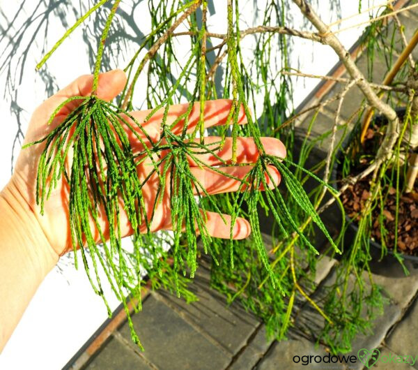 CYPRYSIK LAWSONA IMBRICATA PENDULA Chamaecyparis lawsoniana 'Imbricata Pendula'