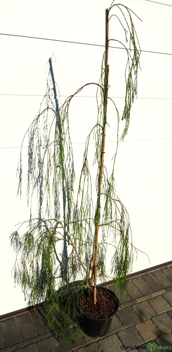 CYPRYSIK LAWSONA IMBRICATA PENDULA Chamaecyparis lawsoniana 'Imbricata Pendula'