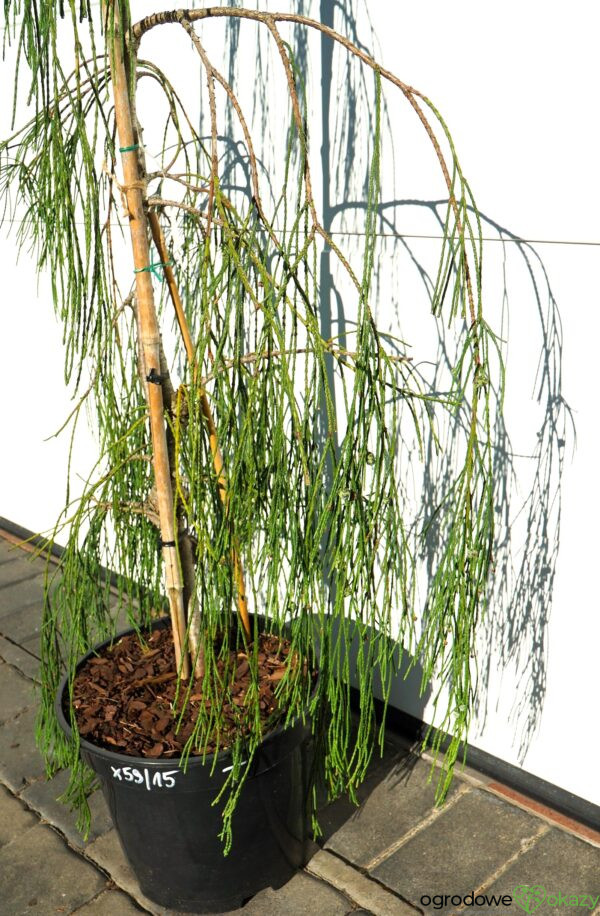 CYPRYSIK LAWSONA IMBRICATA PENDULA Chamaecyparis lawsoniana 'Imbricata Pendula'