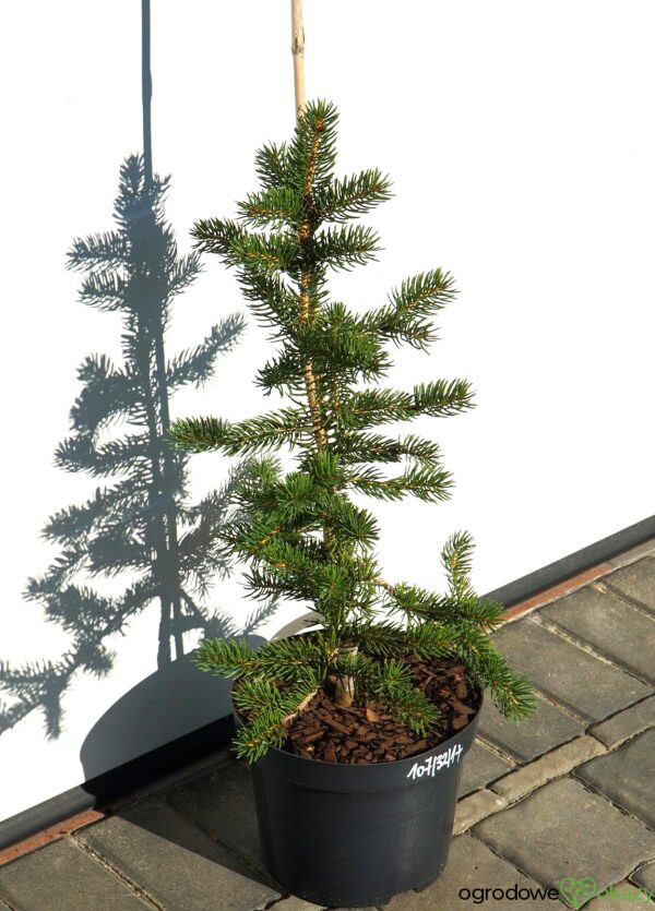 ŚWIERK SZYDLASTY Picea polita