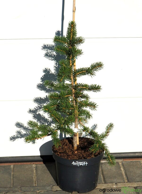 ŚWIERK SZYDLASTY Picea polita
